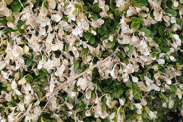 Boxwood shrub with brown, dead leaves from winter damage after late-summer pruning.