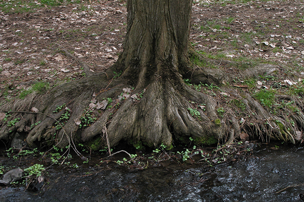 A tree growing adjacent to a stream.