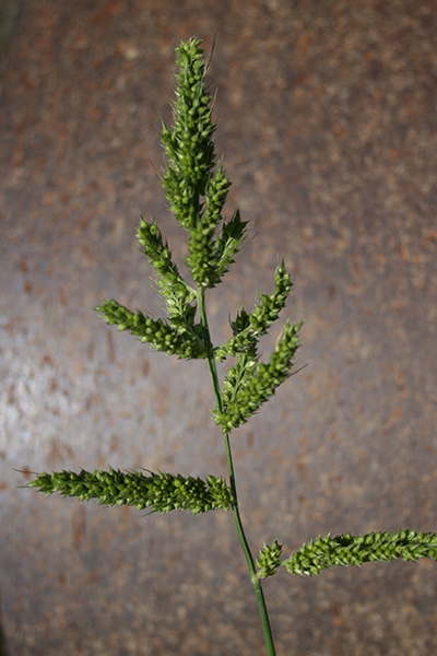 Close-up of barnyardgrass against brown counter backdrop.