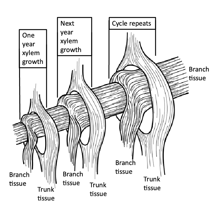 Diagram showing how xylem grows where a branch meets a trunk, with layers forming each year.