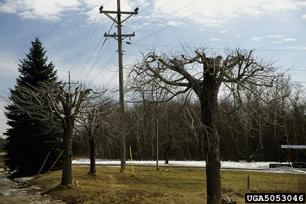 A tree has been cut to maintain clearance from the powerlines above.