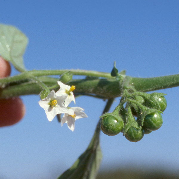 Close-up of hairy nightshade’s small white flowers and unopened globular seedpods.