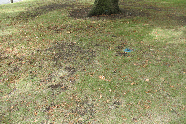 Patchy turfgrass underneath a tree.