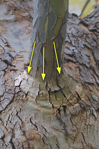 Tree trunk showing a branch collar at the base of a smaller branch, indicated by yellow arrows.