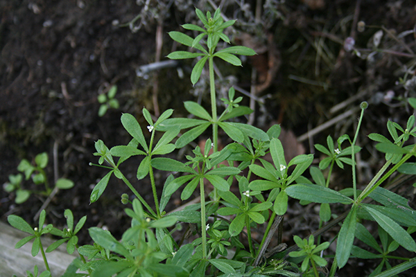 Catchweed bedstraw covered in very small hairs and bearing a few white flowers.