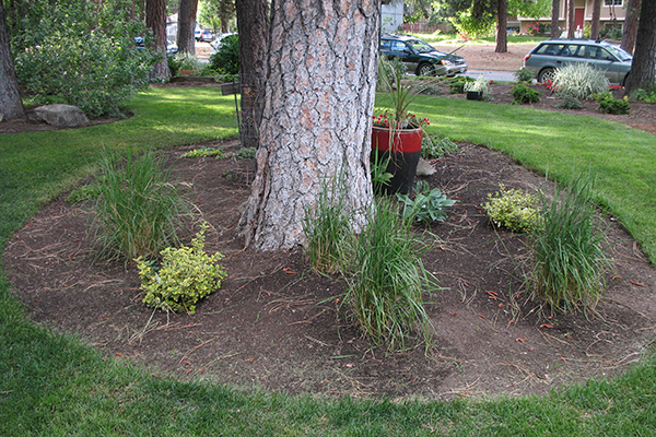 Turf cleared in circle away from base of evergreen tree and instead planted to lower-growing ornamentals.