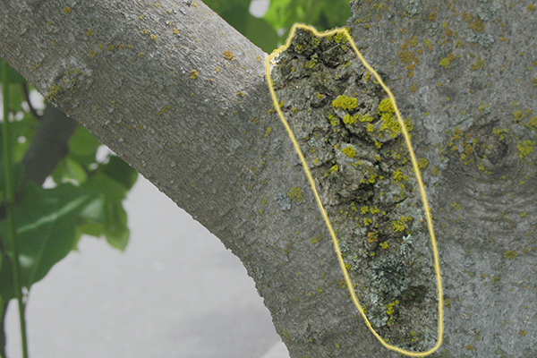 Tree showing a raised ridge of rough bark where a branch meets the trunk, outlined in yellow.