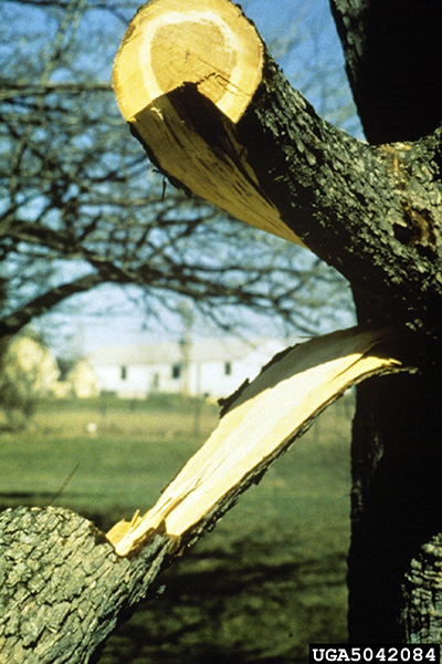 Tree branch that broke before the cut was complete, tearing a long strip of bark and wood.
