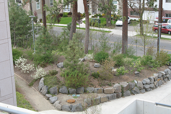 Mounded soil surrounded by hardscape in an urban area features a variety of native plants and younger evergreen and deciduous trees.