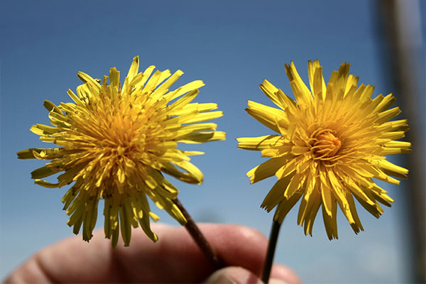 Someone holds up a dandelion leaf and a common catsear leaf.