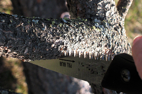 Hand saw making an upward undercut at the base of a tree branch.