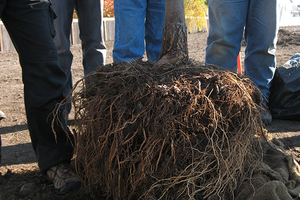 A mass of bare roots of a younger tree with the lower half of four people visible standing around it.
