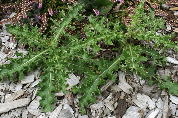 Prostrate Canada thistle rosettes.