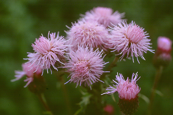 Close-up of cluster of pink Canada thistle flowers.