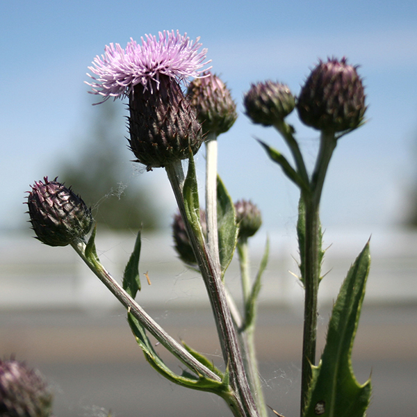 Close-up of cluster of Canada thistle buds, with one beginning to open, showing the pink flower tuft.