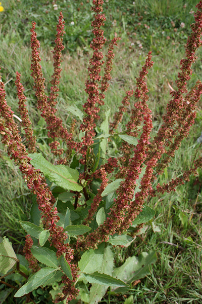 Broadleaf dock with tall vertical stems sporting clusters of seeds and flowers.