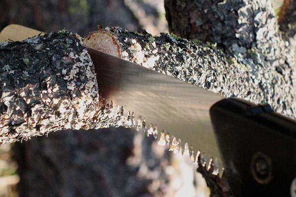 Hand saw making a downward through cut on a tree branch, just beyond the undercut.