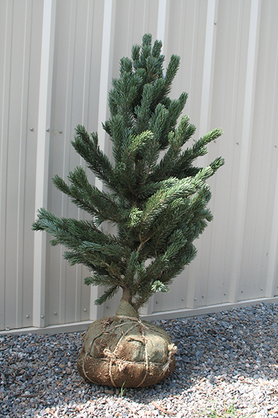 Balled and wrapped roots of a smaller evergreen tree next to a corrugated metal building.