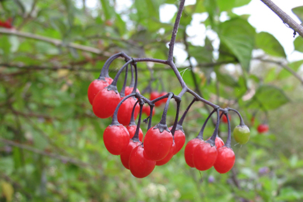 Close-up of cluster of red bittersweet nightshade berries.