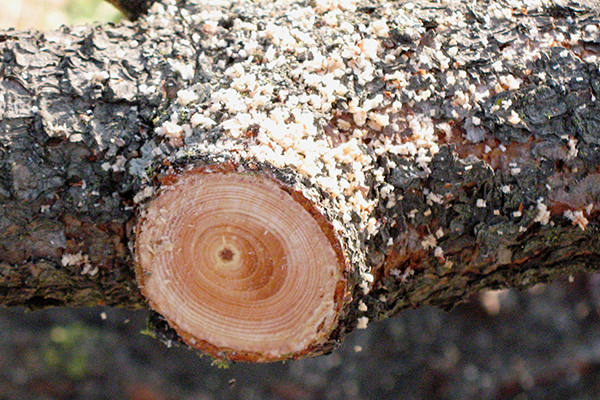 Smooth, finished pruning cut on a tree branch just outside the branch collar.