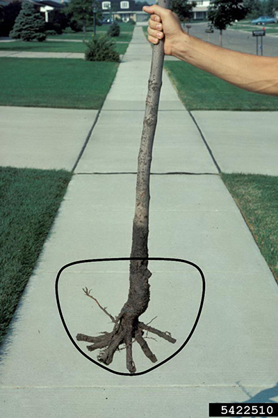 Someone holds a failed tree out by the trunk, showing the level of the buried root flare. A circle has been drawn around the root flair area toward the base.