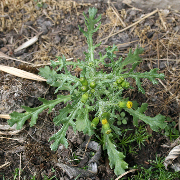 Common groundsel.