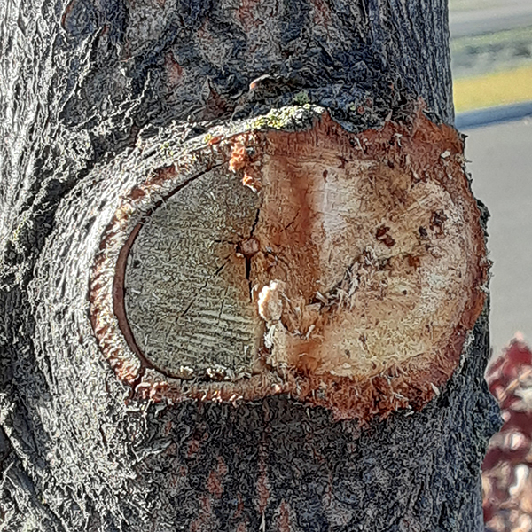 Tree showing a pruning cut where one side is correct and the other cuts too close into the trunk.