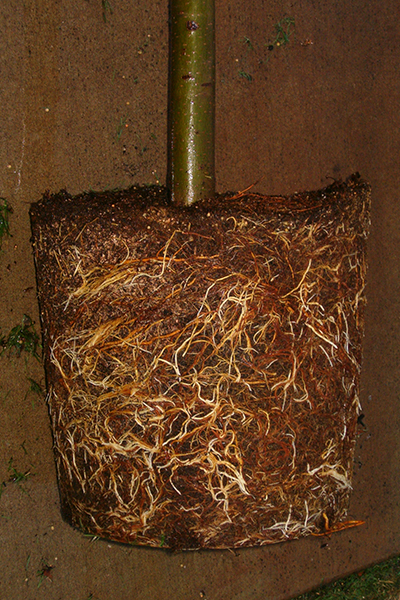 Root-bound tree outside of its pot showing the extent of the encircling roots.