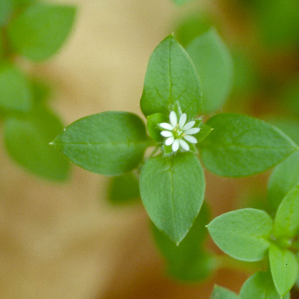 Common chickweed with white-petaled flower in center.
