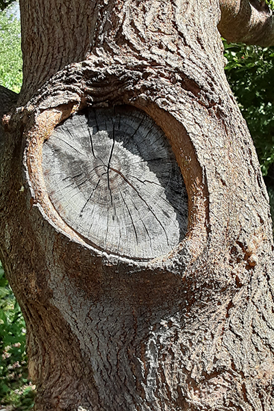 Tree trunk showing a pruning cut with excess tissue left at the bottom, delaying wound closure.