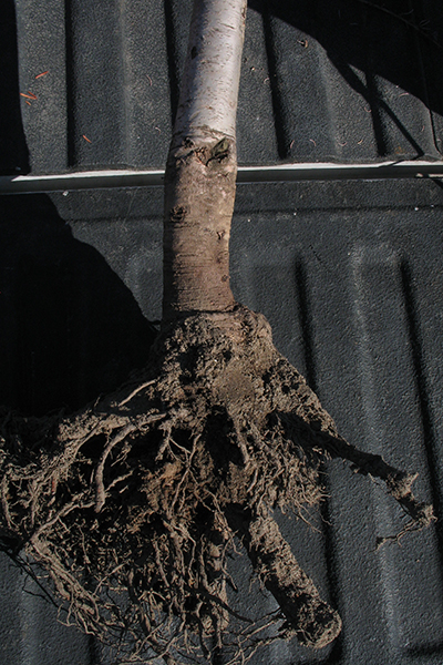 Horizontal, uprooted tree with a larger trunk in relation to the small root system.