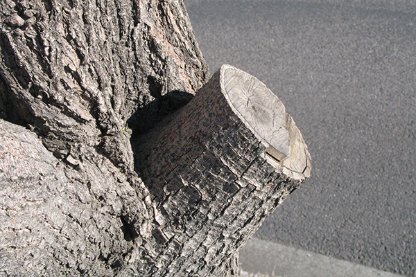 Tree showing a stub cut with extra branch tissue left, slowing the healing process.