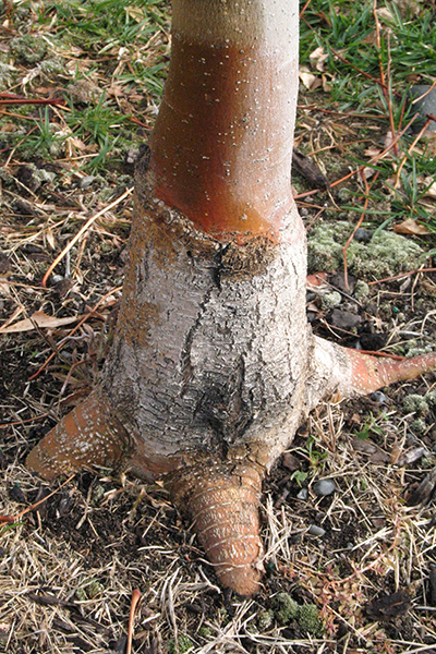 The root flair of a young tree above grade.