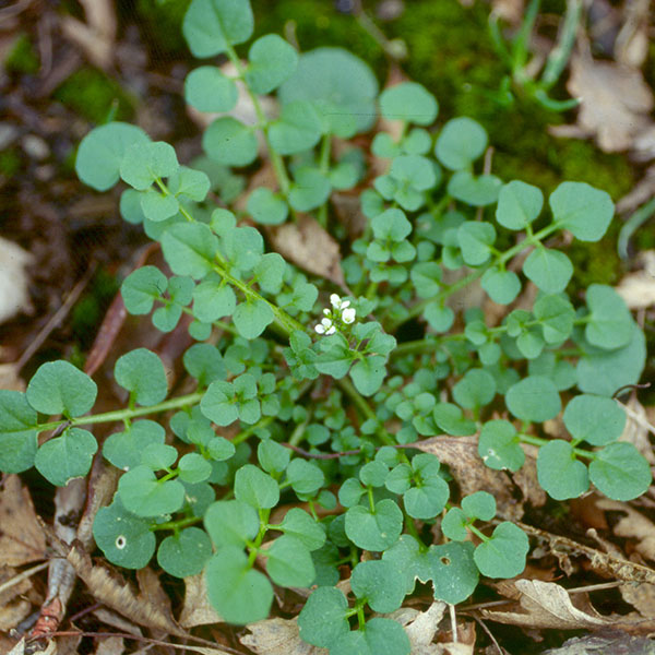 Hairy bittercress with small white flower cluster in center.