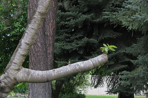 Tree branch cut back severely, showing new shoots sprouting near the end of the stub.