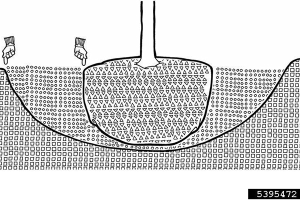 Illustration of proper planting technique for root-ball trees, where the sloped hole is two to three times wider than the root ball, the hole is only as deep as the root ball, and the root flair is at grade level.