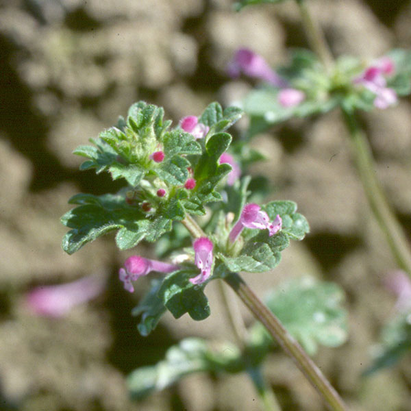 Leaves and pink flowers on the end of a stalk.