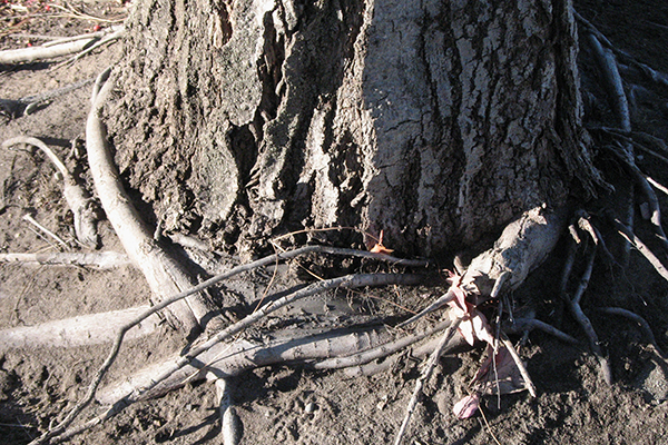 Encircling tree roots above the root flare appear to be girdling a mature tree.