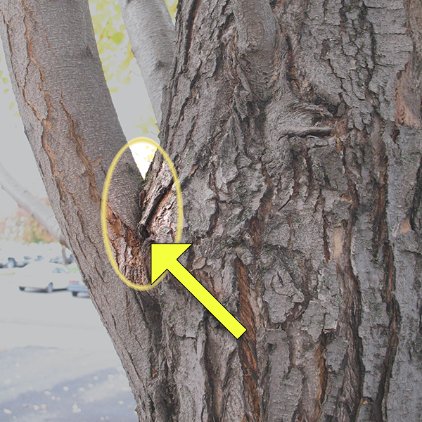 Tree trunk with a poorly attached water sprout marked by a yellow arrow and circle.