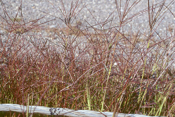 Thick, green stalks of large crabgrass branching at tips into red leaves and seeds.