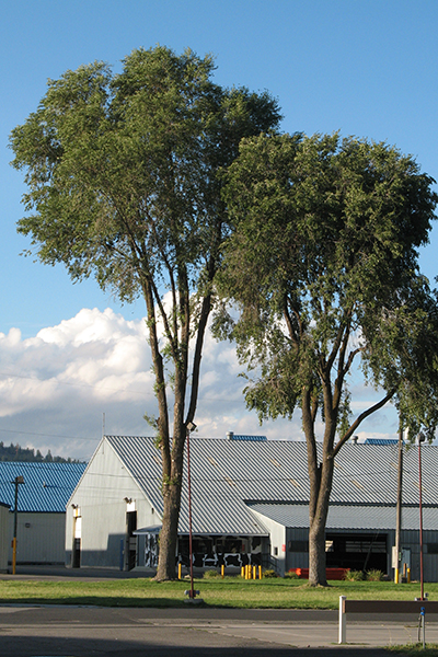 Tall trees with most lower branches removed, leaving foliage only at the top.