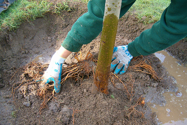 Someone in gardening gloves works to plant a new tree. Water is pooling in the dug-out space around the perimeter of the root ball.