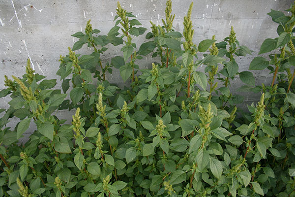 Green patch of Powell amaranth.