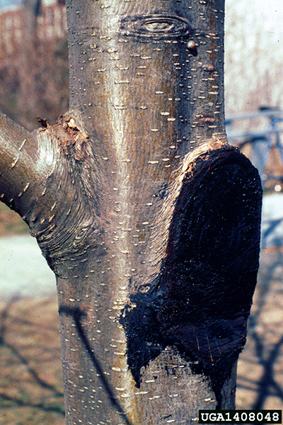 Tree trunk with a large pruning wound coated in dark wound paint.