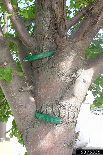 Garden hose and stake ties pinched in a tree. The tree bulges around where the stake ties were left.