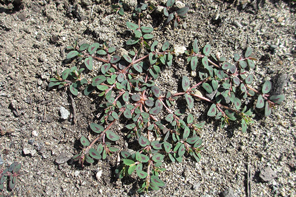 Matted prostrate spurge spiderwebbing across the ground.
