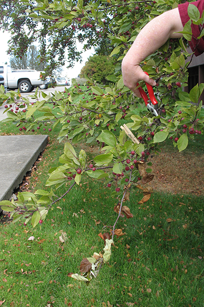 Person pruning a crabapple branch above infected tissue to remove fire blight.