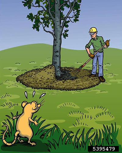 Color graphic of someone in a hard hat raking mulch away from the trunk of an established tree. A dismayed cartoon rodent watches.