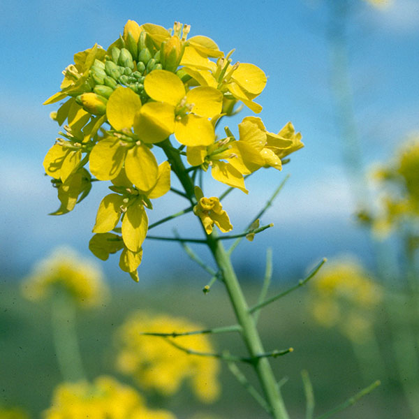Close-up of cluster of yellow flowers on tip of green stalk.