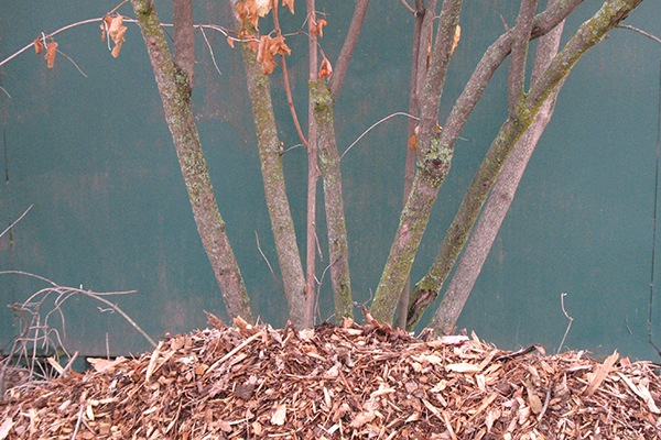 Mulch has been piled up around the base of a multi-stemmed viburnum shrub.